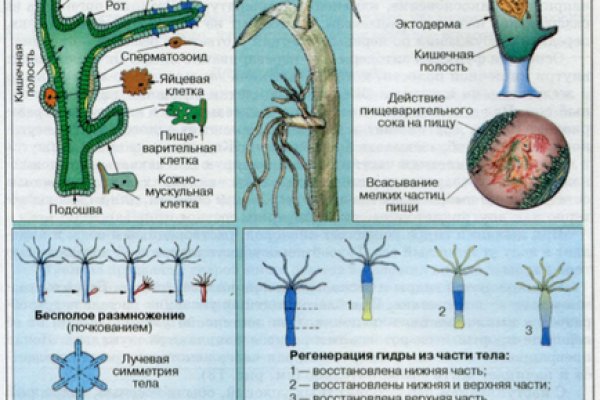 Kraken ссылка тор 2krnk biz kraken17ate pro